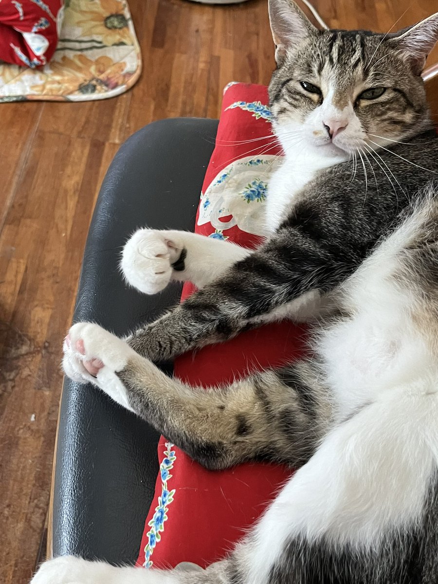 おなか、なでなでして〜目線👀 