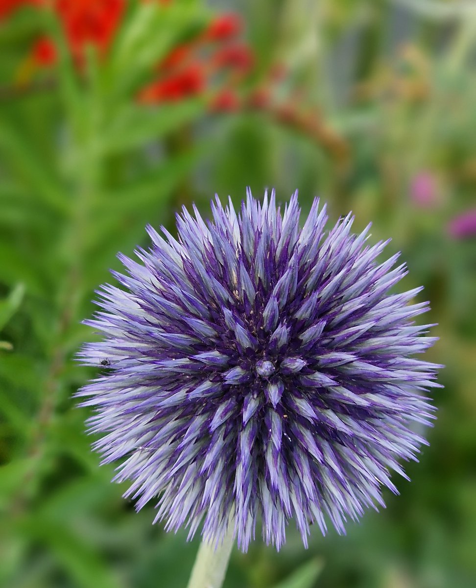 growmadsteven's tweet photo. Wasn't sure what this is I have growing in the border at the allotment so I had to Google Image it...  

Apparently it is an Echinops..... A Globe Thistle - I really like it and the pollinators do too!

#mygardenlife #allotmentsofinstagram #happygardeninglife  #inthegardentoday https://t.co/WWnHma1eQU