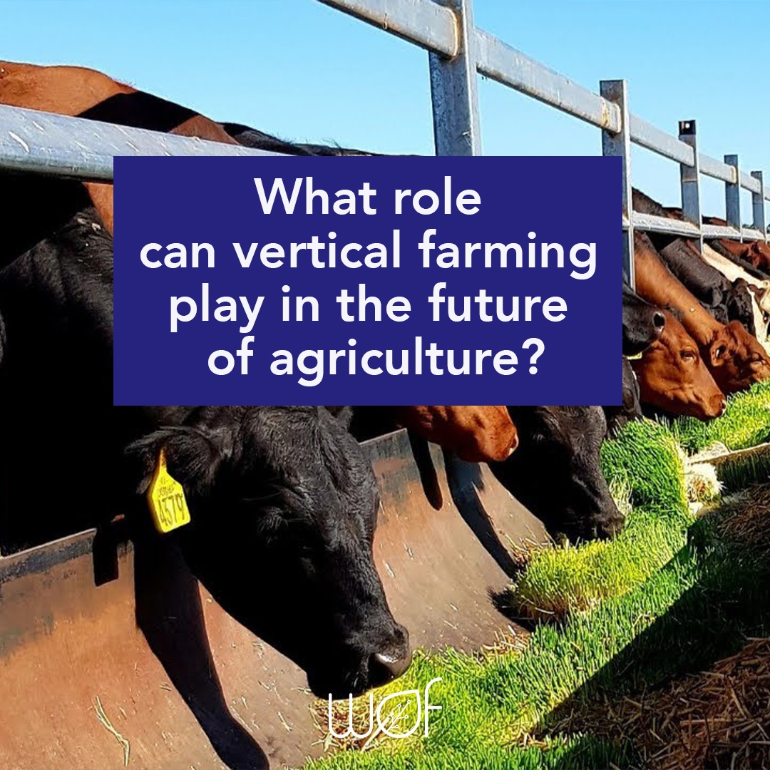 wof_agritech's tweet photo. Vertical farming has the potential to revolutionize #agriculture by addressing key challenges.
💧 #Water management
♻️ Sustainable #farming
🌍 #Food security
🚚 #Supply chain management
👣 #Carbon footprint https://t.co/IuYA4IFGGP