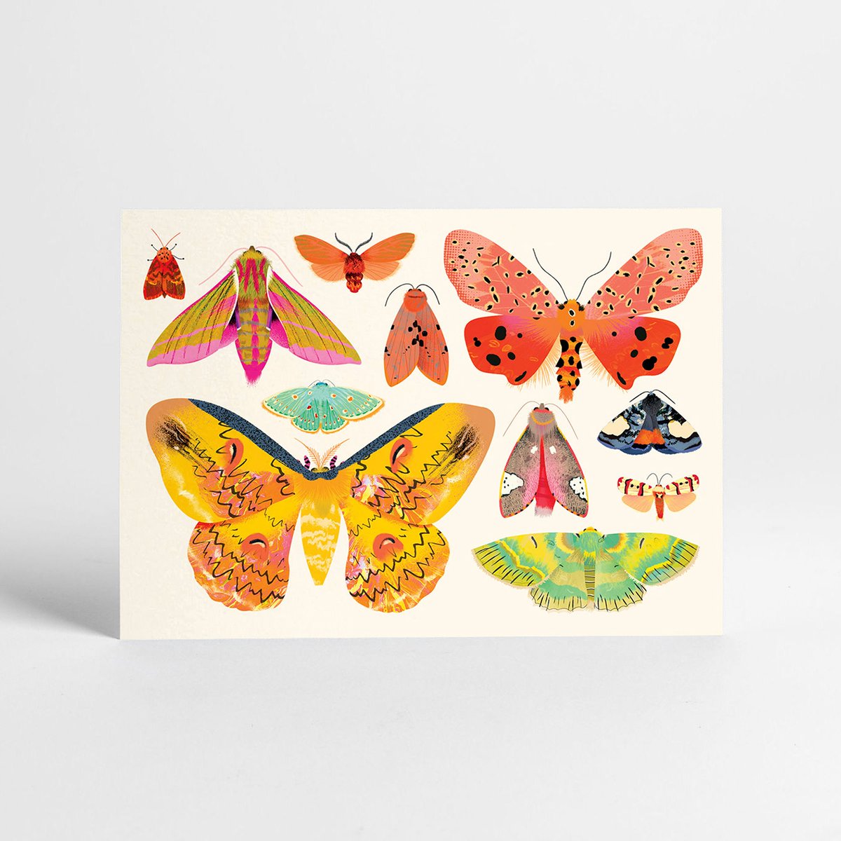 Hands down, the two most popular postcard designs are Bug &amp; Moth Collection. Lots' of fellow insect lovers out there 🦋🪲

sunnybeast.com/collections/sh… 

#postcard #insect #insectillustration #bettlepostcard