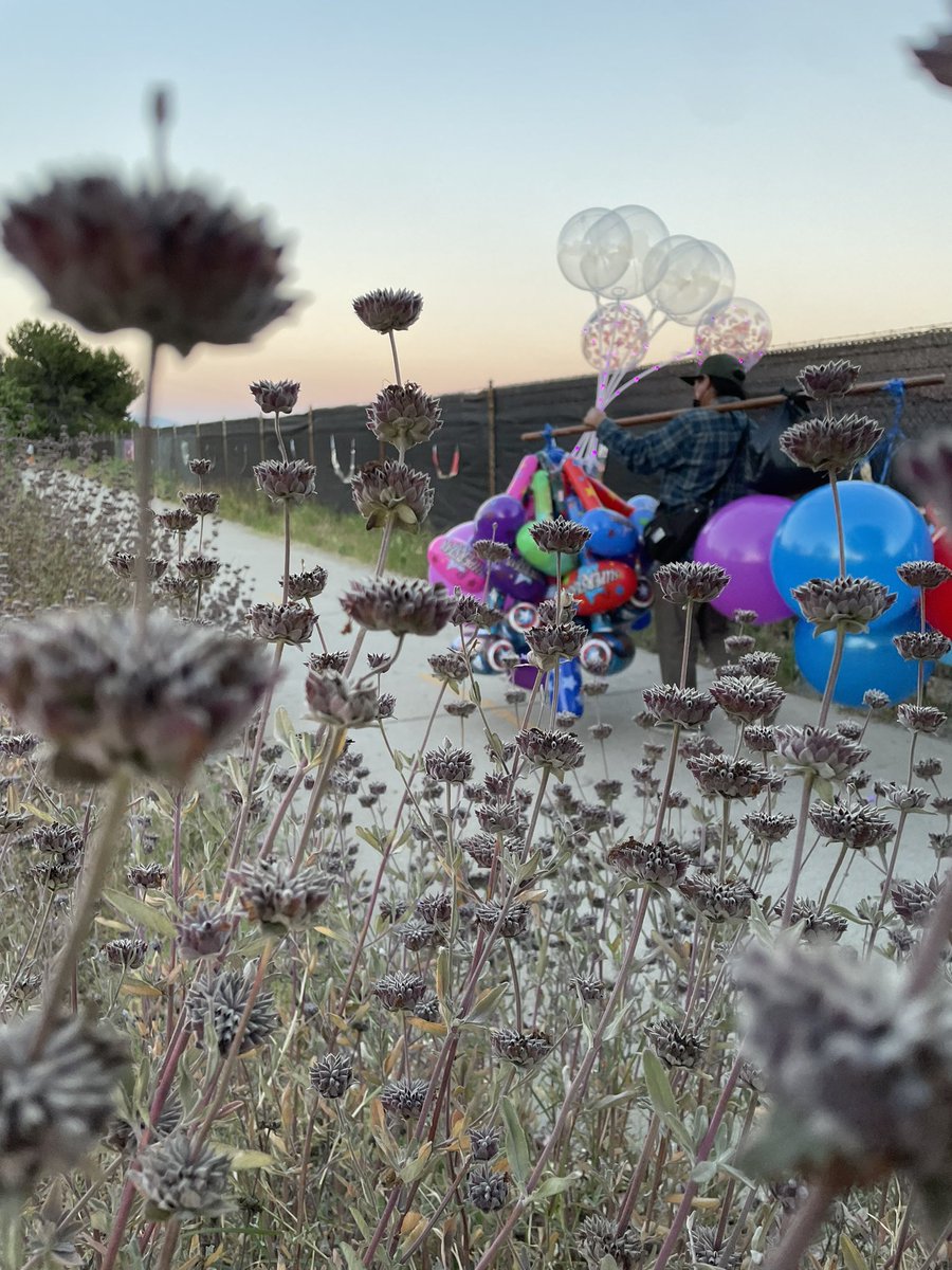 yolers's tweet photo. The only walkable LA City sidewalk at the Pacoima Spreading Grounds where pollinators feast, people hustle and stay active https://t.co/oiMkJ6kgac