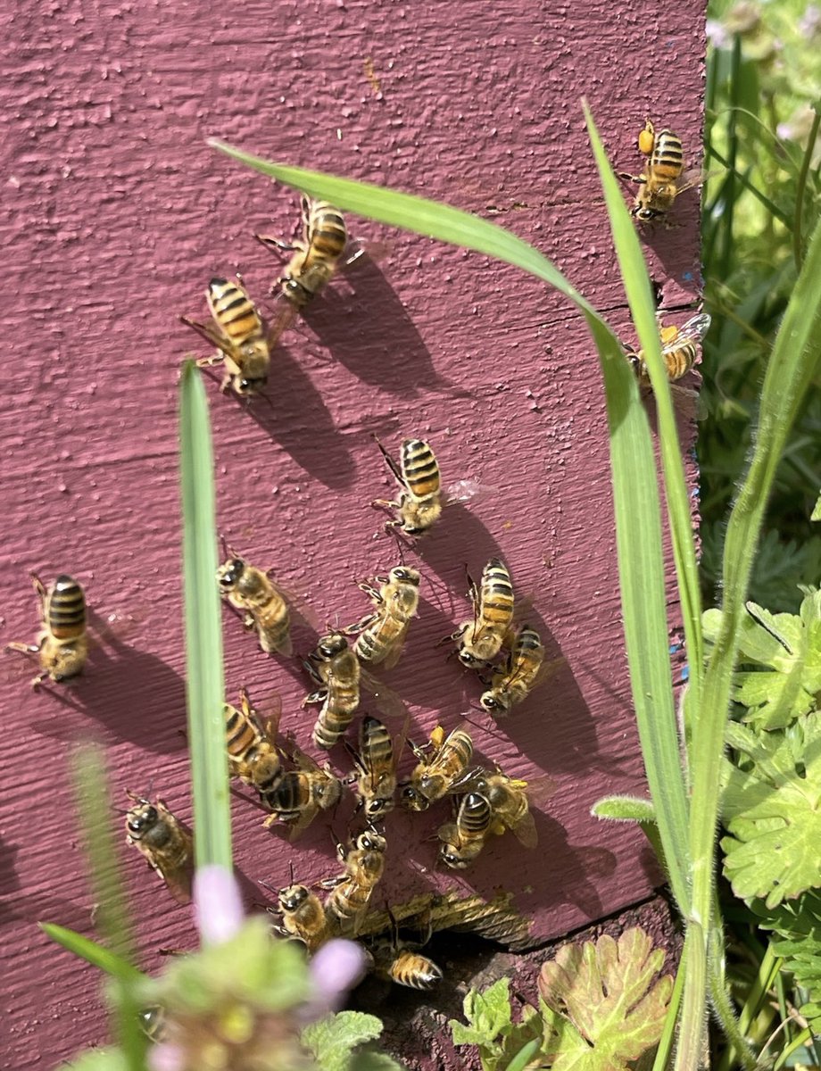 Association Confidences d'Abeilles tweet media