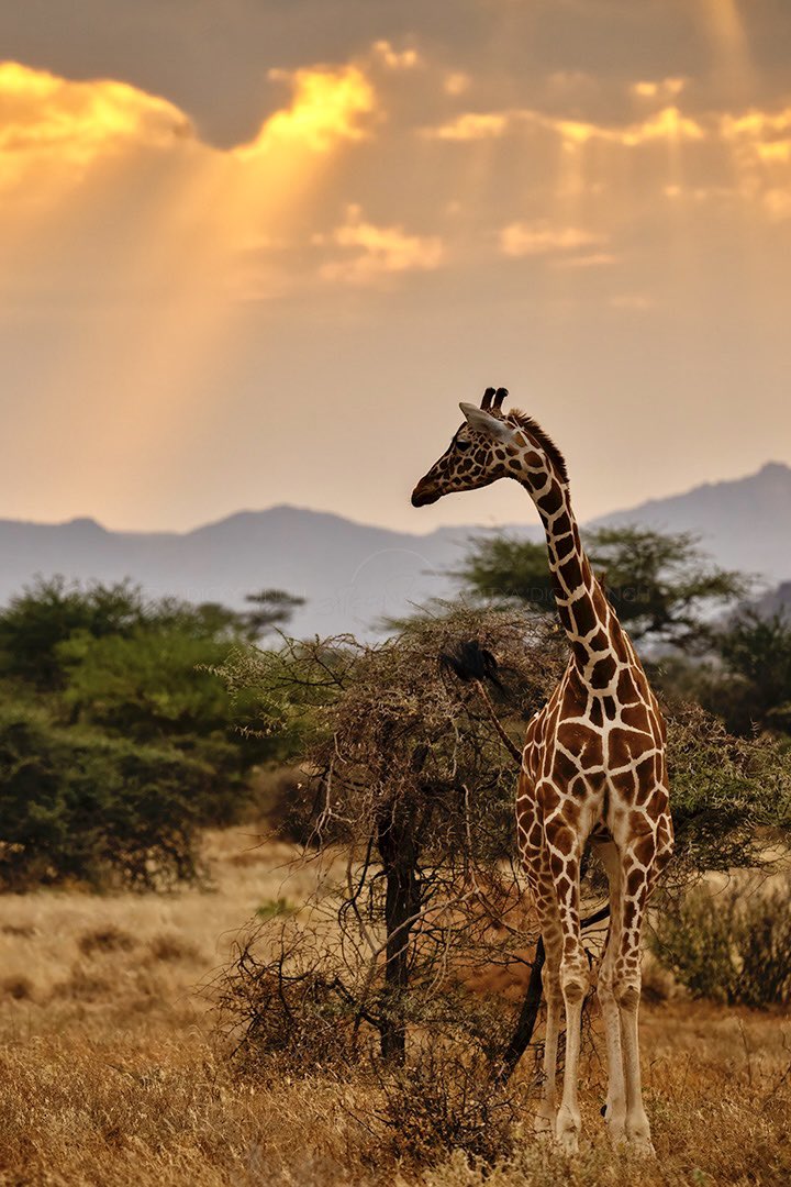 @LionsBluffLodge I tried my hand at teaching workshops. Soon realised that I didn’t make sense to most of my audience because most expected me to explain the camera manual to them. A few caught on and like how 👍 If I don’t make sense here, just enjoy the pictures 🙂 Reticulated giraffe