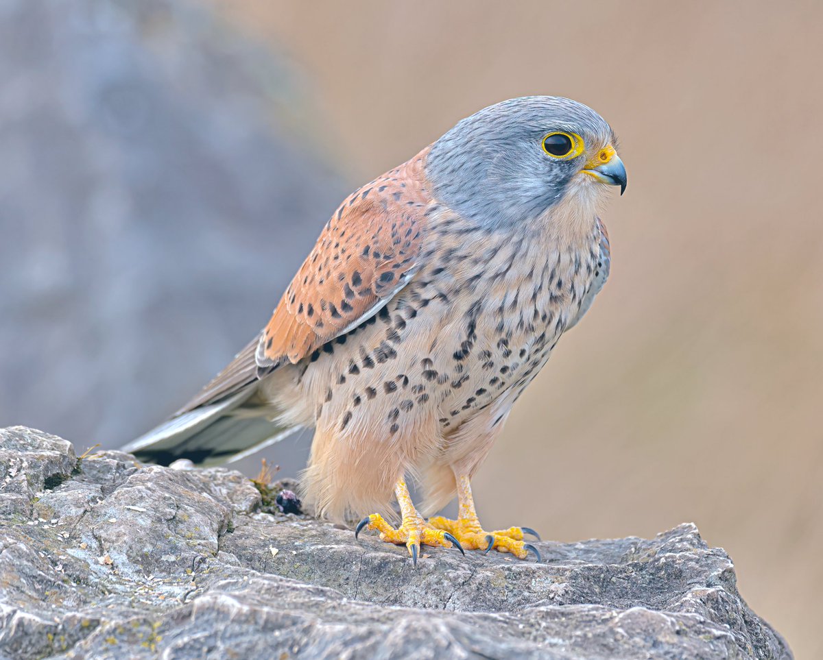 Jeff’s Wildlife Photography tweet media