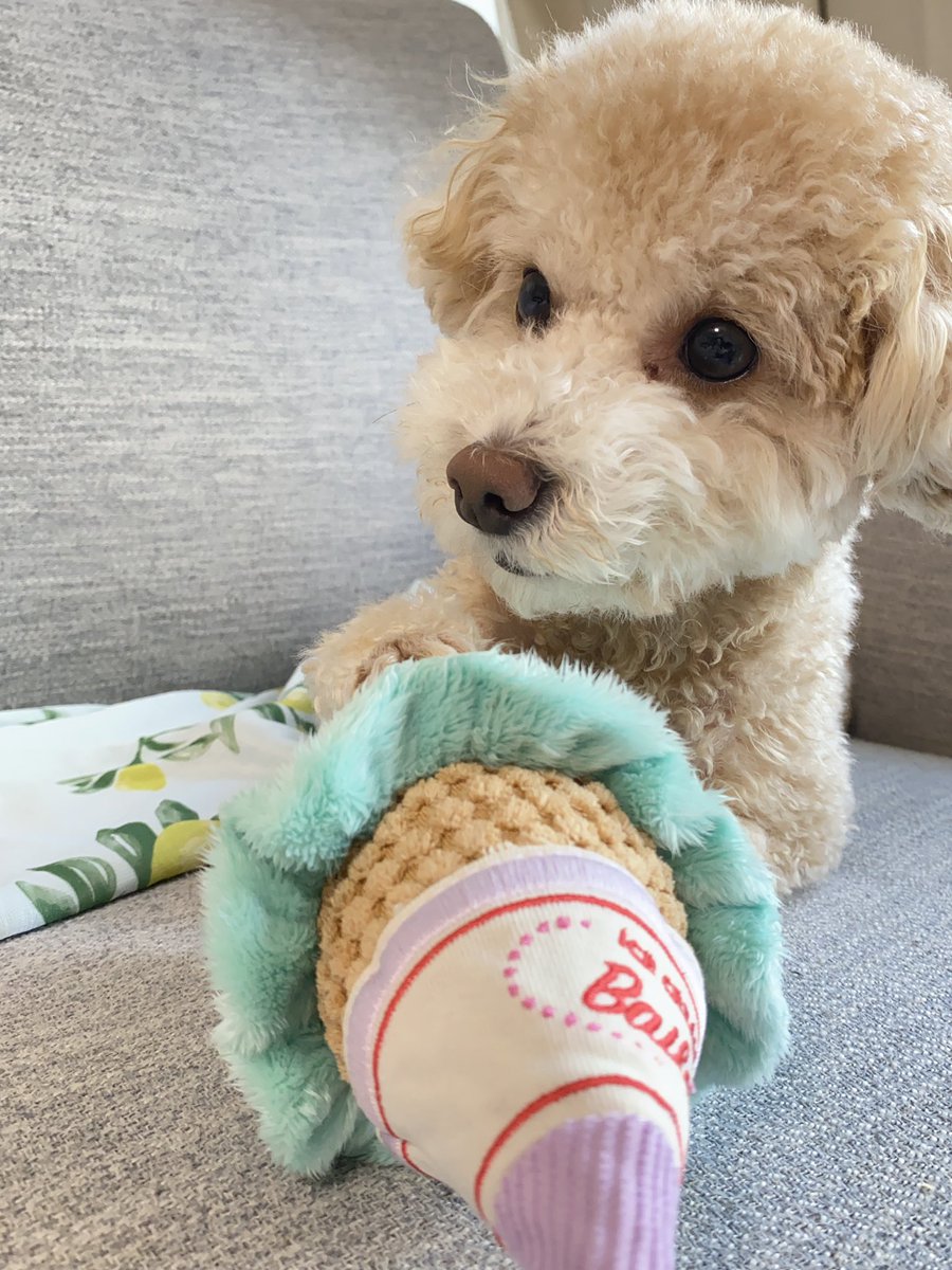 monatanmonatan's tweet photo. まって？？かわいすぎない？？

#トイプードル
#犬 https://t.co/OyNocmI0H8