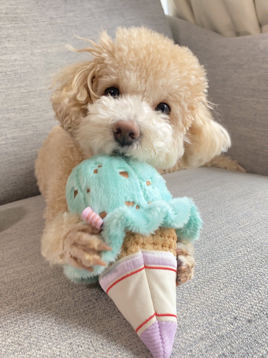 monatanmonatan's tweet photo. まって？？かわいすぎない？？

#トイプードル
#犬 https://t.co/OyNocmI0H8