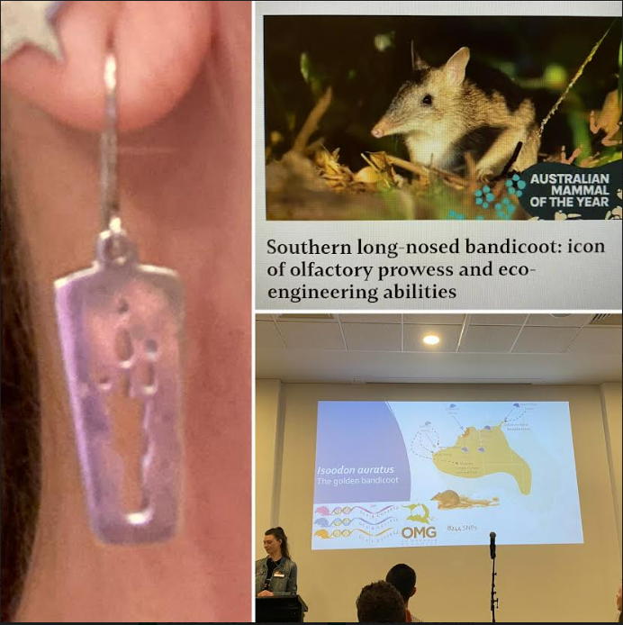 Seems like a good day for bandicoots! Wearing my best #easternbarredbandicoot earrings on the last morning of #ESAus23, our #longnosedbandicoot article is out at <a href="/cosmos/">Cosmos - The Interchain ⚛️</a> for #ausmammaloftheyear, and recently saw a great #goldenbandicoot talk by <a href="/kate_rick_/">Kate Rick</a> !
#ecologicalfashion