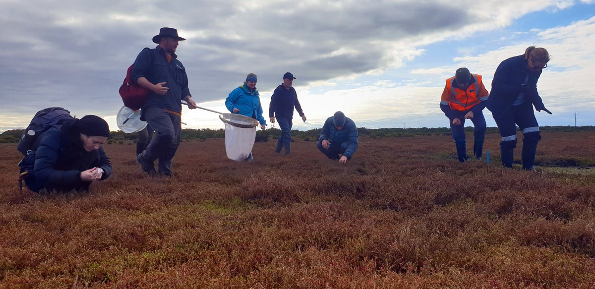 Another fantastic day in Corio Bay’s saltmarshes for our 2nd #GeelongPort citizen science field trip of 2023. 

The #BlueCarbonArmy surveyed birds + bugs to help us understand seasonal changes in biodiversity within this restoration site. Many thanks to everyone who came along!