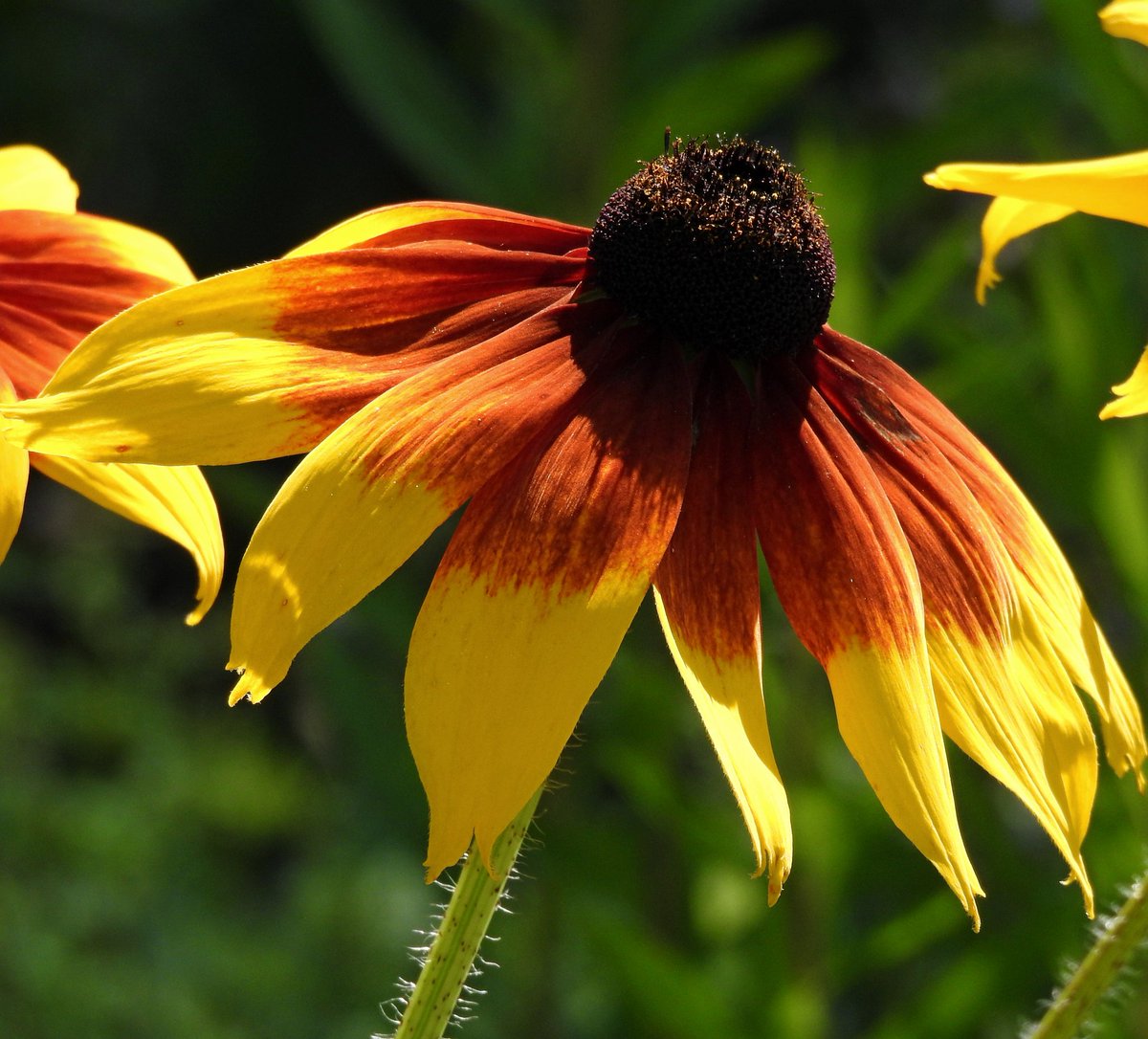 Kajee45Kajee's tweet image. Twitter mooi maken met #julibloeiers Elke dag een  bloem in het 🌞 en vandaag de #zonnehoed  #echinacea  #fotochallenge @wilma_meijerink.
🌸💮🏵️🌺🌼🌹🌷🌻🌾