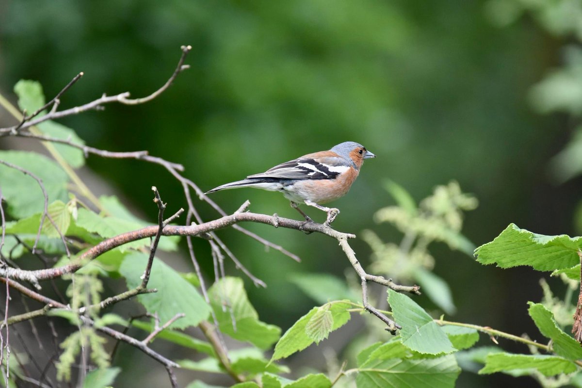 Good morning everyone! Happy Thursday! 🧡🧡🧡🧡🧡🧡🧡🧡🧡#nature #NatureBeauty #NaturePhotography #bird #BirdsOfTwitter #Nikon #nikonphotography @UKNikon @NEE_Naturalist