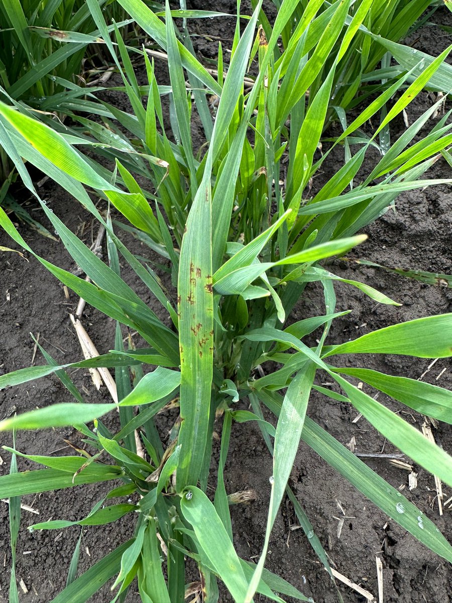 Imharidadu's tweet photo. Continuous wet conditions mean more disease, Septoria in wheat and NFNB in barley are on the rise. Sharing some information on managing these diseases. 

https://t.co/RdEy2DQNRB

https://t.co/aMiqwIBczL https://t.co/jZ7doPjqLd