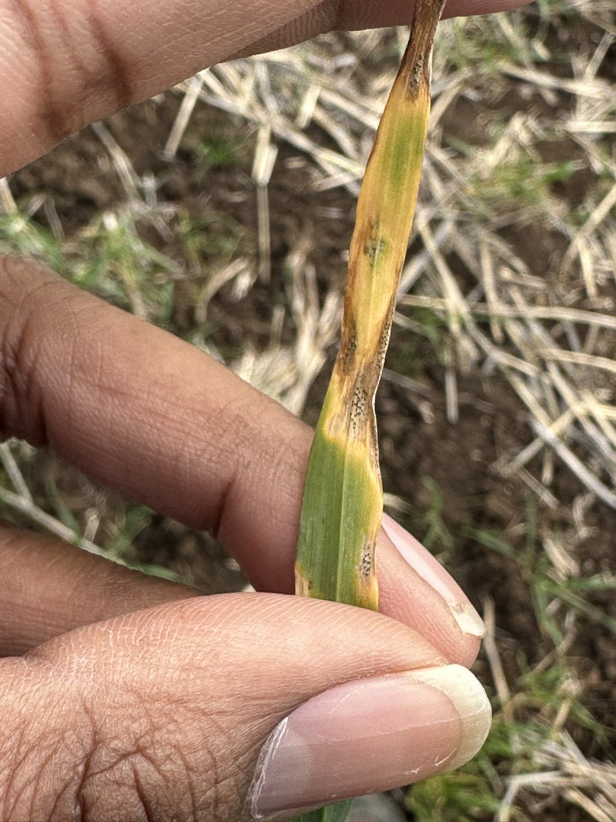 Continuous wet conditions mean more disease, Septoria in wheat and NFNB in barley are on the rise. Sharing some information on managing these diseases. 

publish.csiro.au/cp/Fulltext/CP…

grdc.com.au/resources-and-…