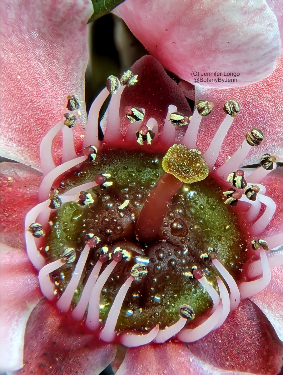 BotanyByYen's tweet photo. #Leptospermum scoparium, or Manuka, flowers and buds. https://t.co/s6QcUJlzkZ
