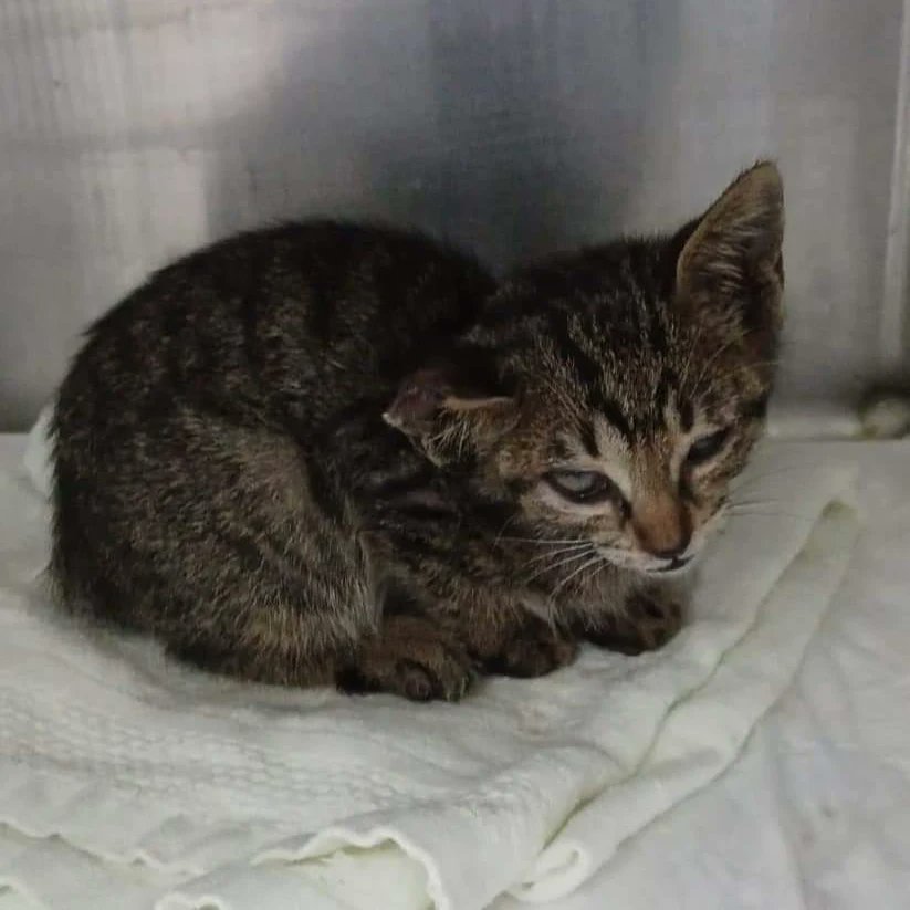 ArcaDeNoeAB's tweet photo. Estamos desbordados 😔. Son muchos los  gatos bebé que necesitan casa de acogida. Necesitamos ayuda desesperadamente. 
Sin casas no podremos seguir rescatando gatos. Si puedes ayudar, aunque sea de manera temporal, escríbenos:
💌 acogidagatos@gmail.com
Suerte bebés 🍀
#Albacete https://t.co/mJu5pcltnX