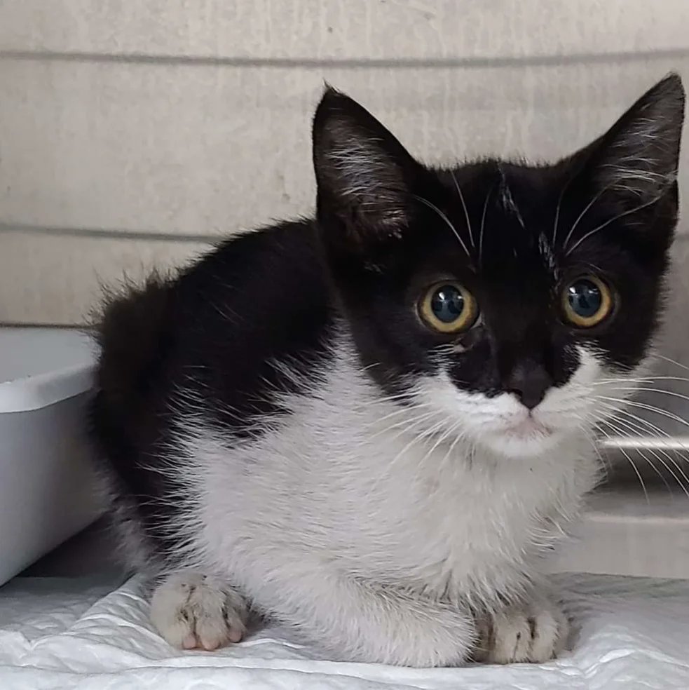 ArcaDeNoeAB's tweet photo. Estamos desbordados 😔. Son muchos los  gatos bebé que necesitan casa de acogida. Necesitamos ayuda desesperadamente. 
Sin casas no podremos seguir rescatando gatos. Si puedes ayudar, aunque sea de manera temporal, escríbenos:
💌 acogidagatos@gmail.com
Suerte bebés 🍀
#Albacete https://t.co/mJu5pcltnX