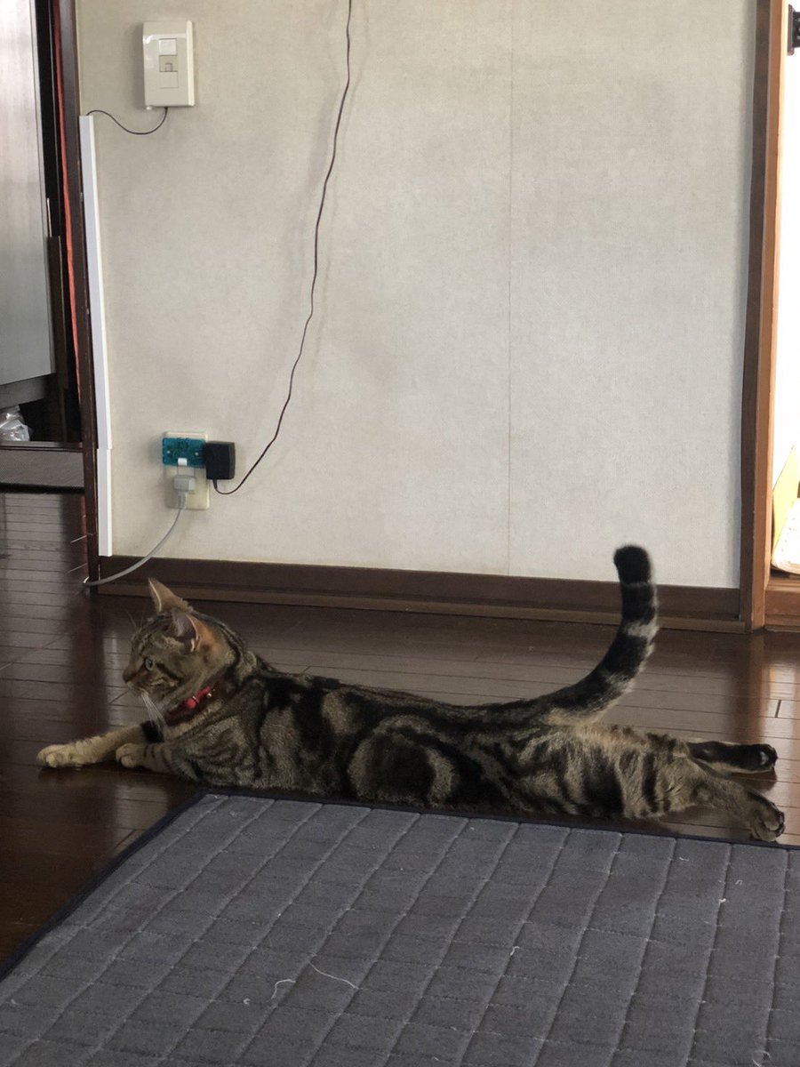 maclime_cat's tweet photo. 今日も足はのばすものでち！じっさい！ https://t.co/03diiiAKWl