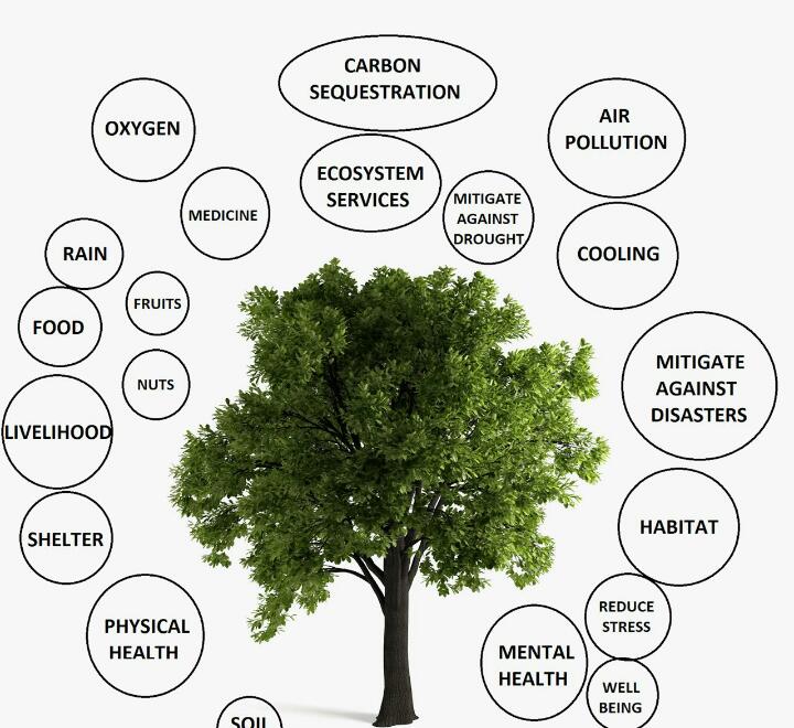 m_Augusty's tweet photo. "Human beings frequently seem to see no other meaning in their natural environment than what serves for immediate use and consumptionβ. Pope John Paul II
This somehow has been one of the reasons for the destruction of our CommonHome #LaudatoSi #ClimateActionNow #JPICFA https://t.co/VlFshvETL9