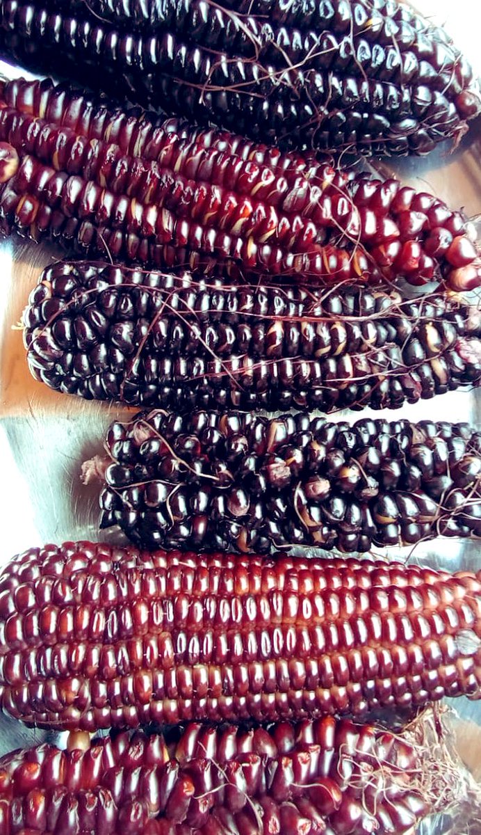 We have hope when we have  passionate farmers - this from a farmer in Kenya with a message 

“Through seed multiplication and patience, today I enjoyed a black corn snack from my own garden. Long live Terra Madre” 

These are jewels of #FoodSovereignty #AfricanFarmers