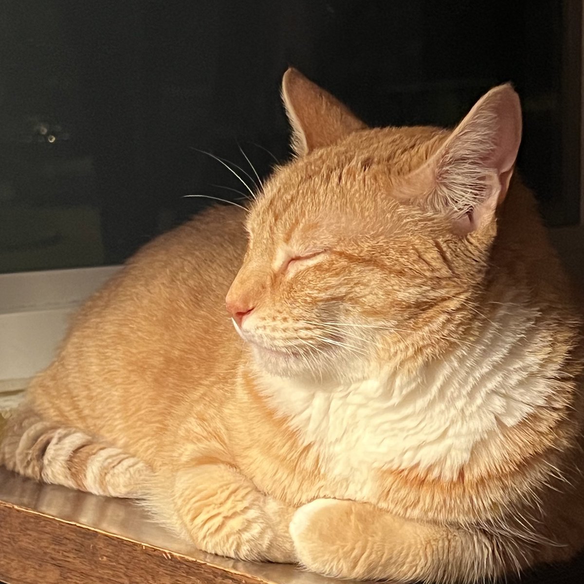 JortsTheCat's tweet photo. I don’t want to alarm you but something terrible happened. My toe got hurt and I screamed and cried so loudly the vet had to come. I had to get wrapped in a towel and then she pinched me with a tweezers and THEN she said I’m totally fine even though I was literally still crying https://t.co/OSce8iXt5r