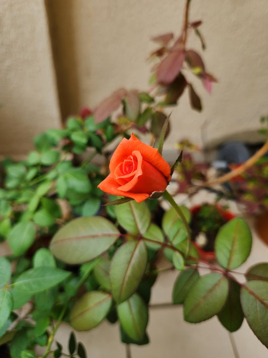 new bloom❤️🌹
safe to say the drip-irrigation system at home is working like magic!🏡🌼🌸🌹
#Pune #gardening #flowers #plantparents