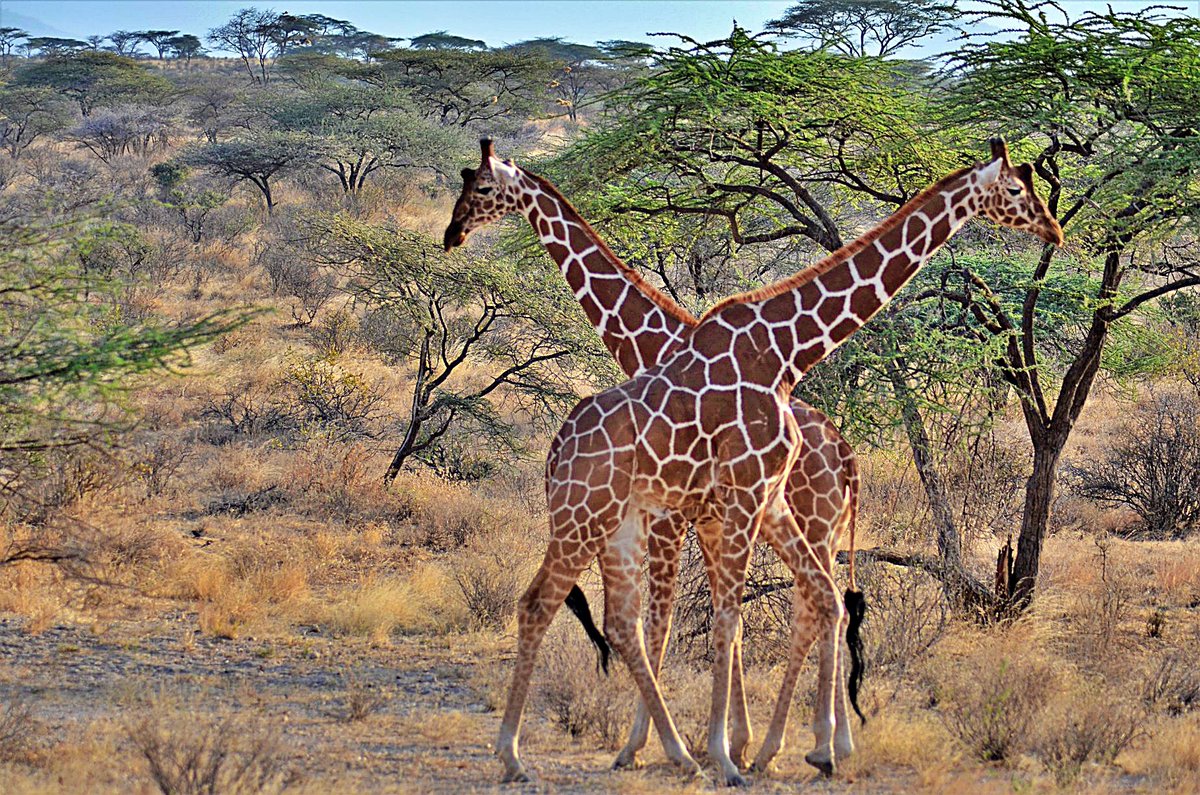 @adityadickysin @LionsBluffLodge Saved in my Kenya folder as Scissors Giraffe 😀