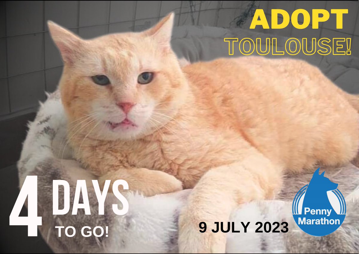 Toulouse was rescued by SCARS - Second Chance Animal Rescue Society, Greece, who will be present at Penny Marathon Athens to talk to you about adoption. The 12th Penny Marathon will take place THIS SUNDAY, 9 July at the Stavros Niarchos Foundation Cultural Center
#pennymarathon
