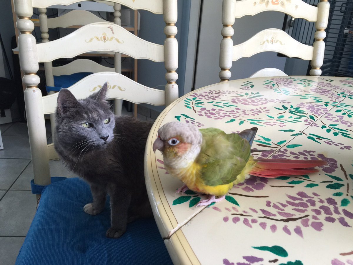 Caution2010's tweet photo. @CanadianKayMD I miss our Basil when I see her. We lost him far too young to cancer. Oddly enough she and CoCo were friends. They are both over the rainbow bridge now. https://t.co/L0yEDkder5