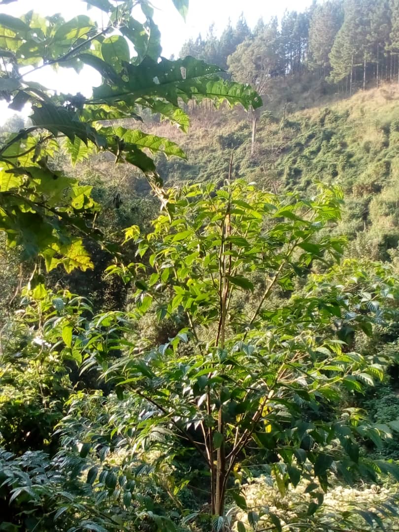 ICRP_Uganda's tweet photo. The Restoration of Rwoho CFR is funded by the World Bank under Irrigation for Climate Resilience Project (ICRP)
#IrrigationUpdates
#Restoration
#farming https://t.co/84w04dXN60