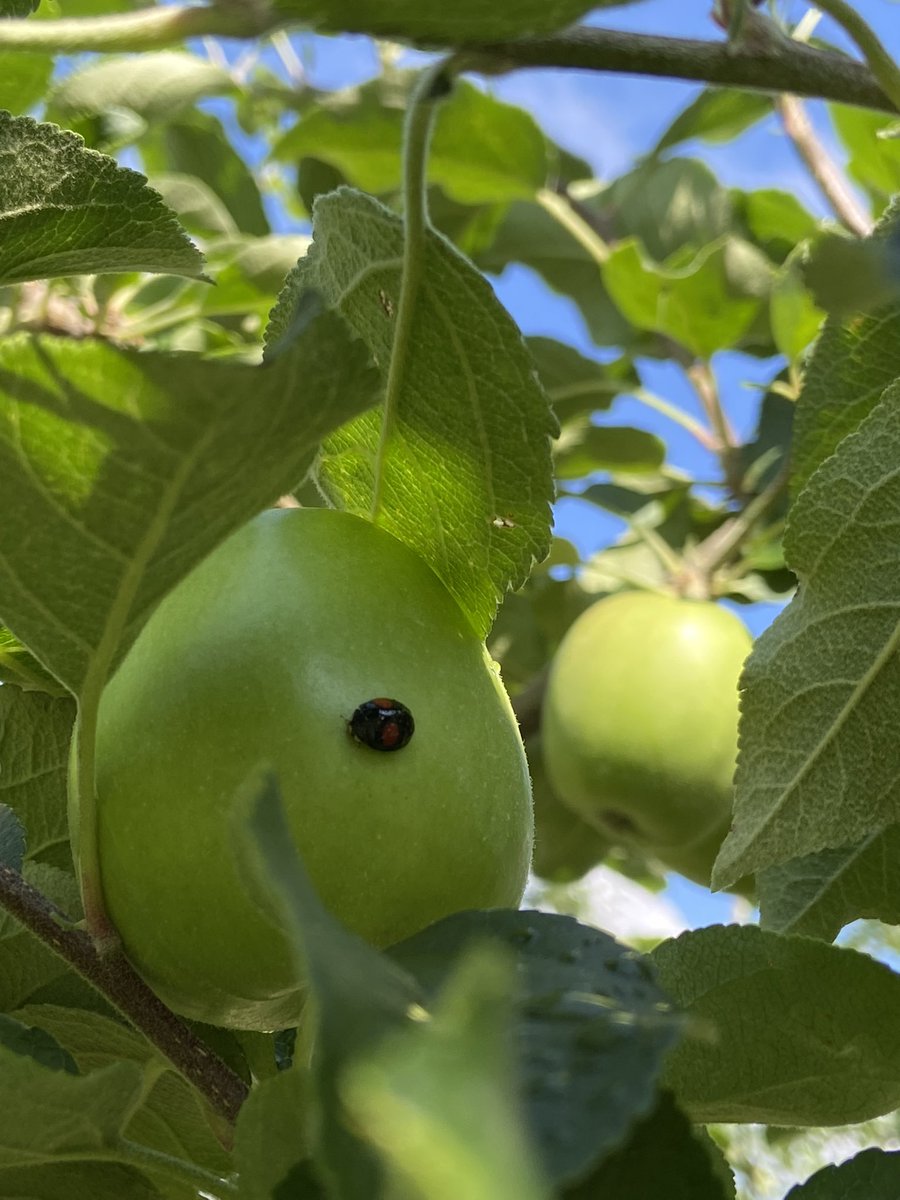 Apple_Sutou's tweet photo. 「シナノスイート」🍎
順調に育ってます♪ https://t.co/deiOx6S7se