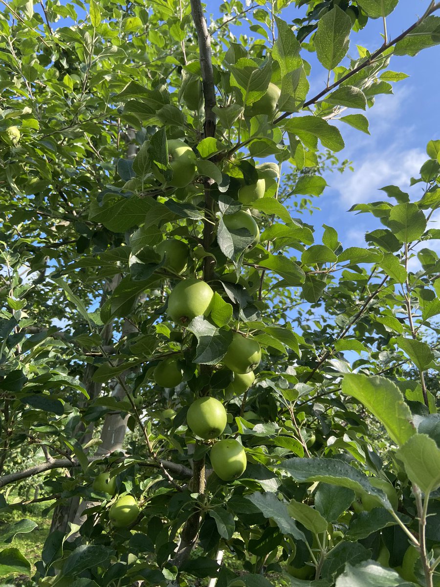 Apple_Sutou's tweet photo. 「シナノスイート」🍎
順調に育ってます♪ https://t.co/deiOx6S7se