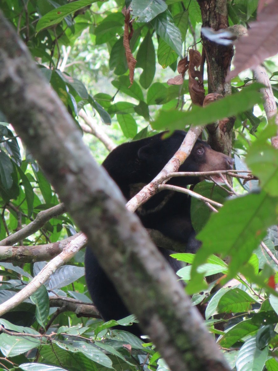 Sun Bears UK tweet media