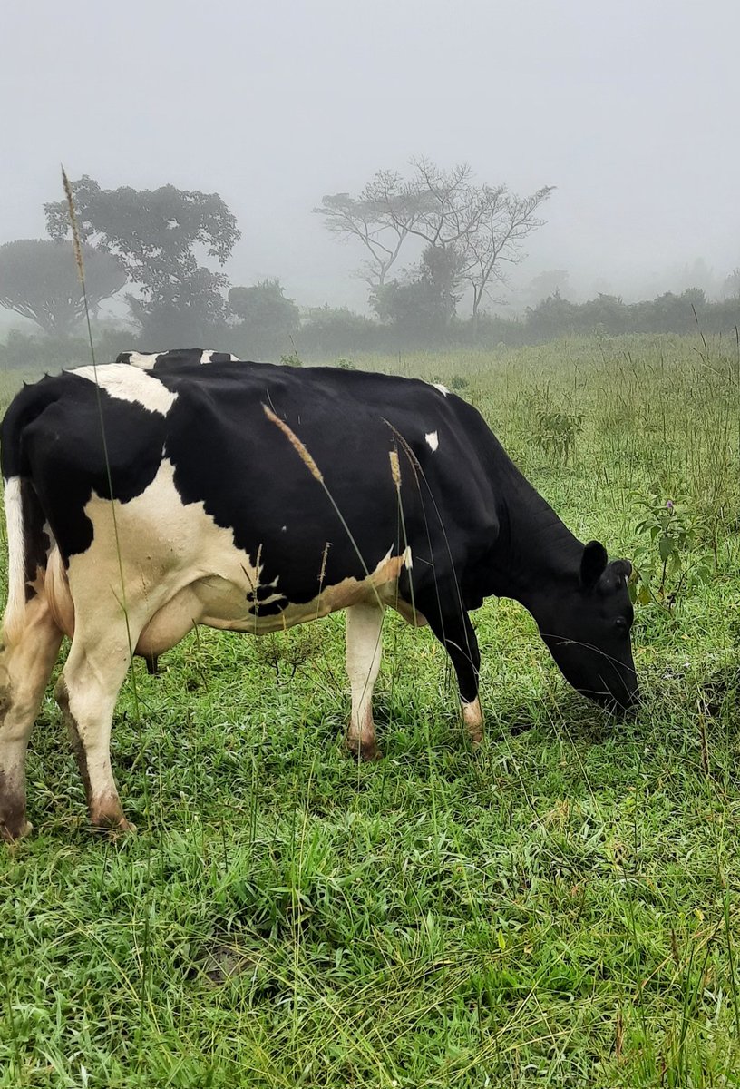 Magondo Dairy Farm tweet media