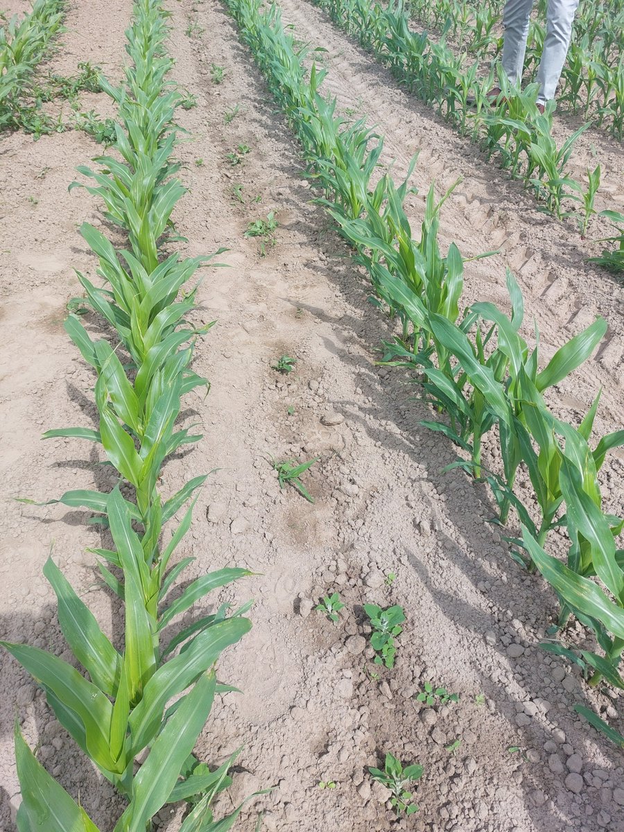 @LLAgrifoodTech tweet media