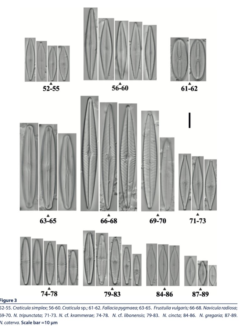 New Paper alert 𝑫𝒊𝒂𝒕𝒐𝒎𝒔 𝒐𝒇 𝒕𝒉𝒆 𝒘𝒐𝒓𝒍𝒅’𝒔 𝒉𝒊𝒈𝒉𝒆𝒔𝒕 𝒂𝒒𝒖𝒂𝒕𝒊𝒄 𝒆𝒏𝒗𝒊𝒓𝒐𝒏𝒎𝒆𝒏𝒕𝒔 𝒇𝒓𝒐𝒎 𝒕𝒉𝒆 𝑾𝒆𝒔𝒕𝒆𝒓𝒏 𝑯𝒊𝒎𝒂𝒍𝒂𝒚𝒂𝒔, 𝑰𝒏𝒅𝒊𝒂 published in @sciendo_ Ocea. &amp; Hydrobio. Stud. Full paper tinyurl.com/4my7tpen