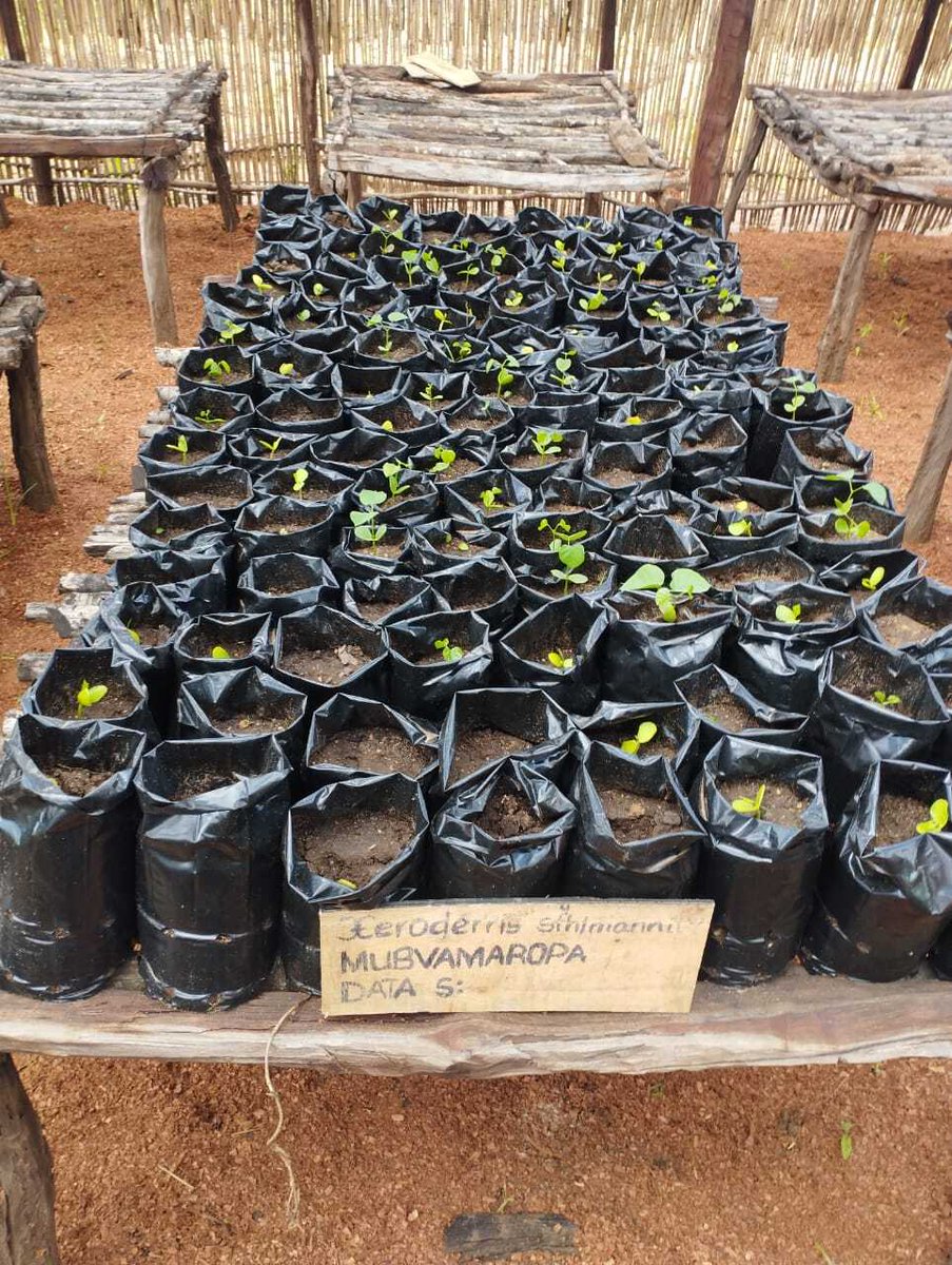 AzadaVerde's tweet photo. En Azada Verde creemos en la reforestación para luchar contra el cambio climático. Nuestra idea es reforestar unas 370 hectareas en Mozambique con árboles locales para reducir la sequía y mejorar los cultivos. 

¿Nos ayudas?💚 https://t.co/TipOeSlgVd