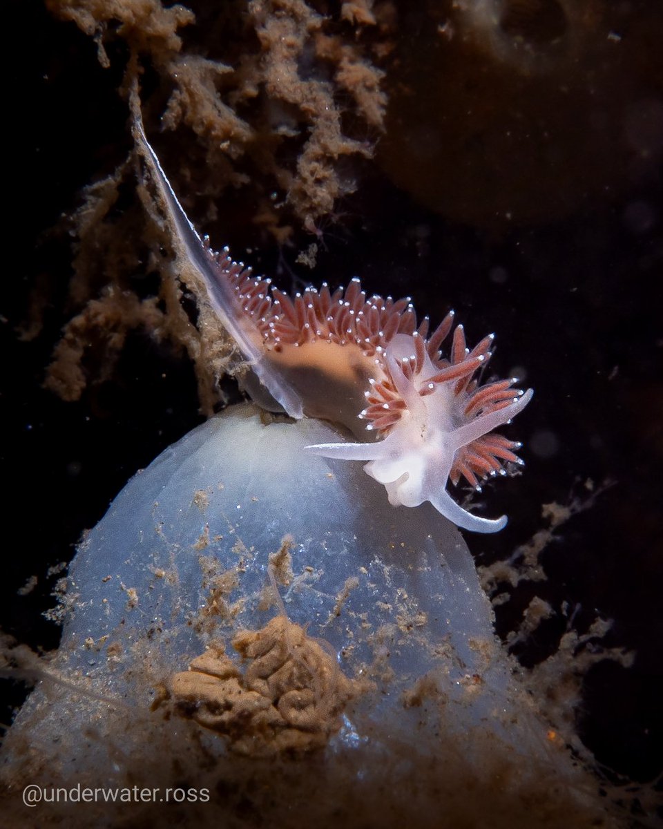 Nudibranch . On wrecks, even small ones, it's easy to get distracted by the big things. But by slowing down and really looking you often find so much more! . 📍 Akka Wreck (The Clyde) - Scotland 🏴󠁧󠁢󠁳󠁣󠁴󠁿 . Olympus OM-D EM-1 MKII + Olympus M.Zuiko ED 30mm f/3.5 Macro + AOI UH-EM1 III