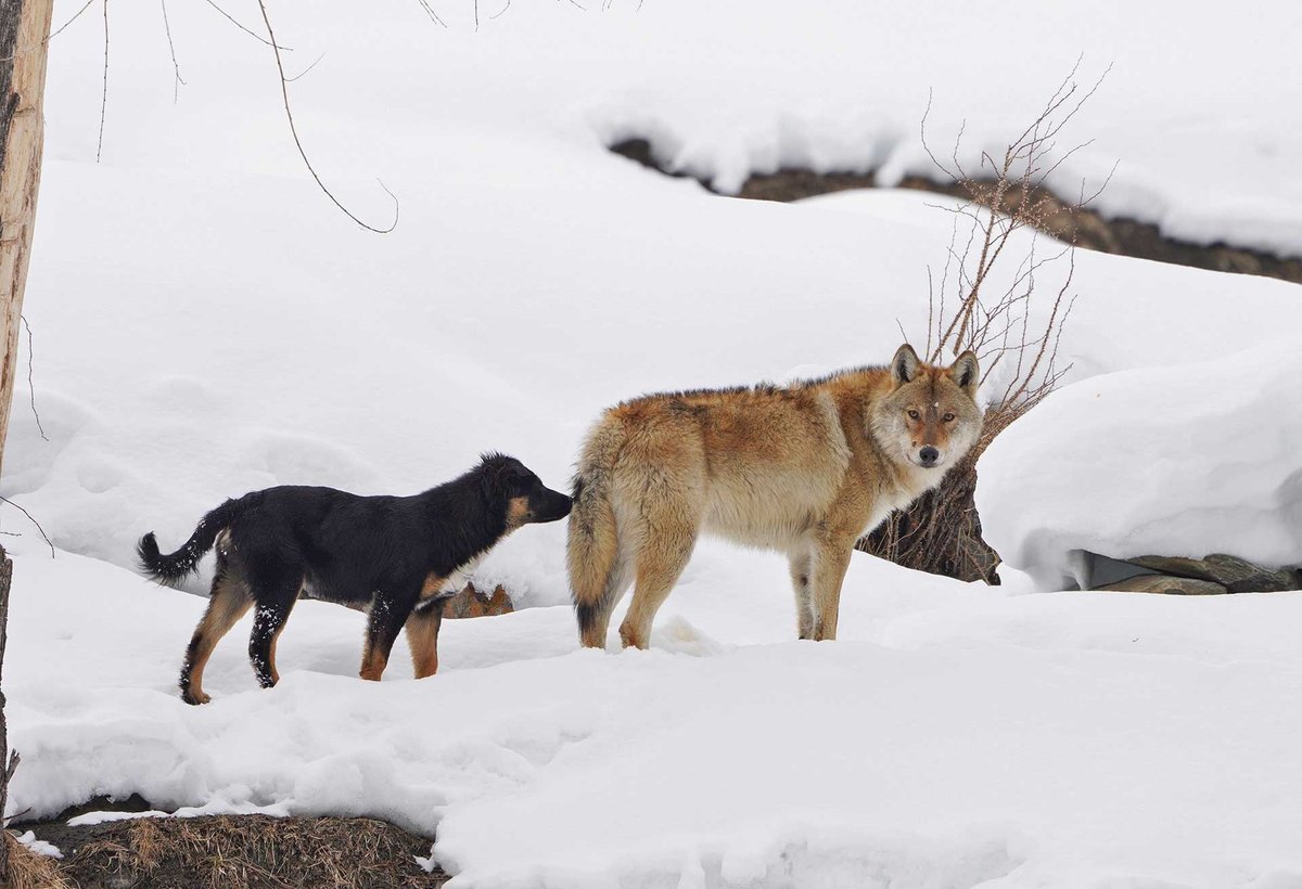 NatureIn_Focus's tweet image. ✨#NiFAwards2022—Winners✨

Shiv Kumar
Jury Selection | Conservation Focus

The #photographer found a #feral #dog following a Tibetan Wolf. The canine seemed to be in heat and was probably hoping to mate with the #wolf. They can transmit dangerous diseases to wild populations.