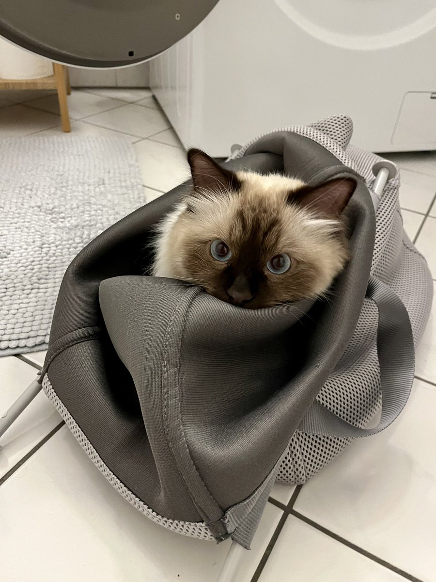 Lisa Davis tweet media