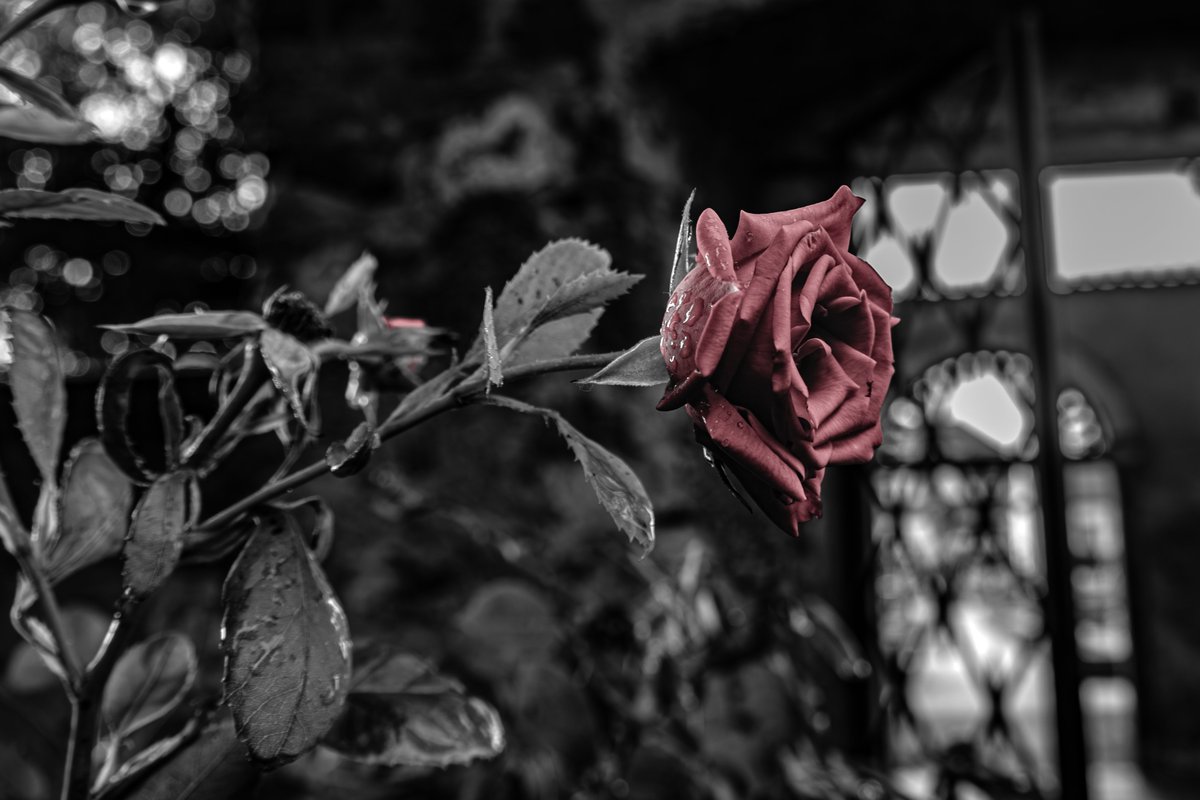 rvonvihar's tweet photo. 𝖓𝖔𝖙𝖍𝖎𝖓𝖌 𝖑𝖊𝖋𝖙.... 𝖇𝖚𝖙 𝖙𝖊𝖆𝖗𝖘....

#photooftheday #Flowers #sadness #melancholy #darkness https://t.co/ZSHzj57XC5