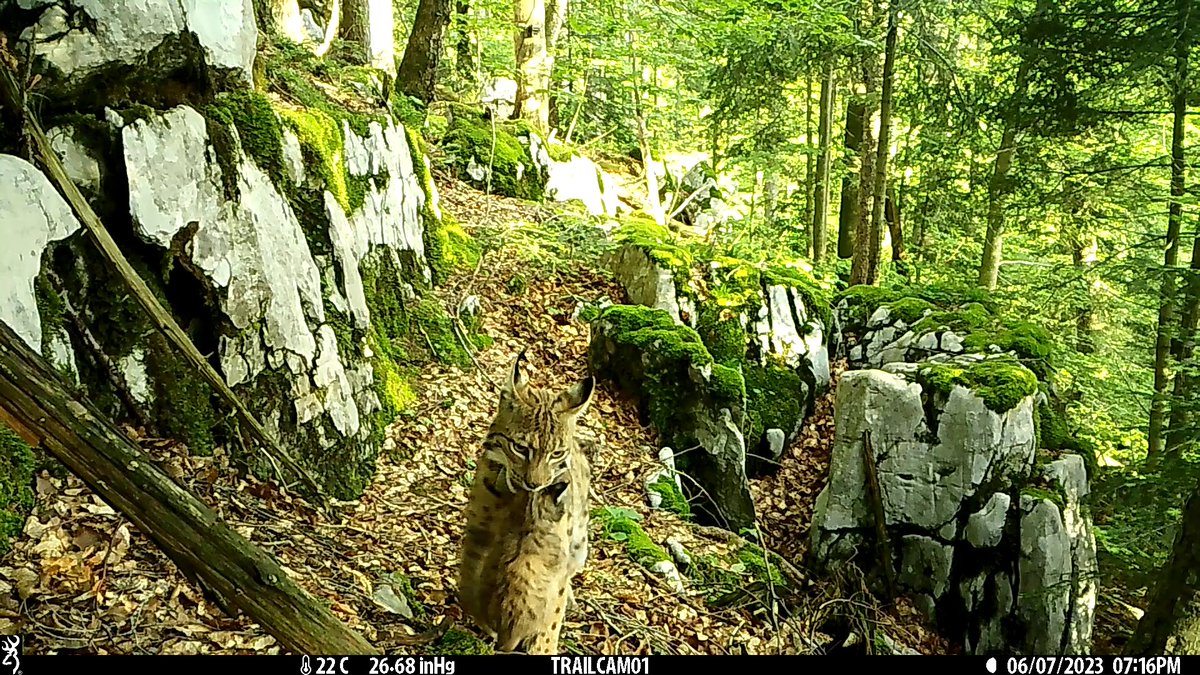 Happy to see new generation of Eurasian lynx kittens from a recoverying Dinaric population in Slovenia #LifeLynx