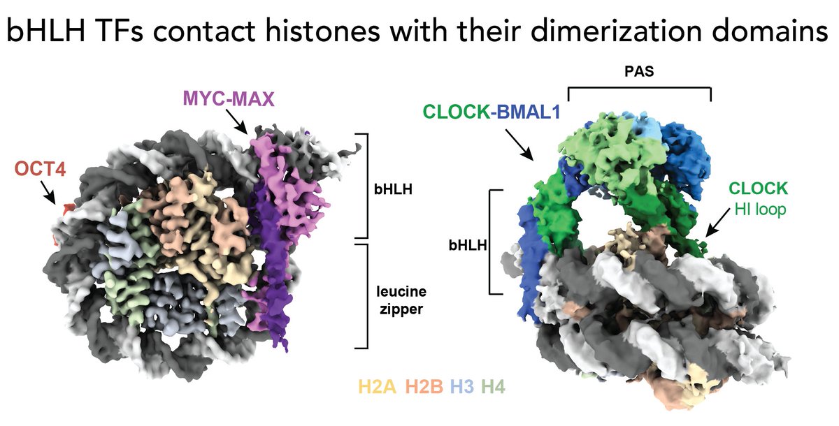 Thomä Lab (@labthoma) on Twitter photo Our latest paper exploring how MYC-MAX and CLOCK-BMAL1 engage with chromatinized E-boxes is out <a href="/Nature/">nature</a>: rdcu.be/df8qh. We thank all the collaborators for their valuable contributions! <a href="/jsmenet/">Jerome Menet</a> @partchlab <a href="/Beatfierz/">Beat Fierz</a> <a href="/SchubelerLab/">Schübeler Lab</a> @johannes_zuber, Becker lab & Liu lab Our latest paper exploring how MYC-MAX and CLOCK-BMAL1 engage with chromatinized E-boxes is out <a href="/Nature/">nature</a>: rdcu.be/df8qh. We thank all the collaborators for their valuable contributions! <a href="/jsmenet/">Jerome Menet</a> @partchlab <a href="/Beatfierz/">Beat Fierz</a> <a href="/SchubelerLab/">Schübeler Lab</a> @johannes_zuber, Becker lab & Liu lab