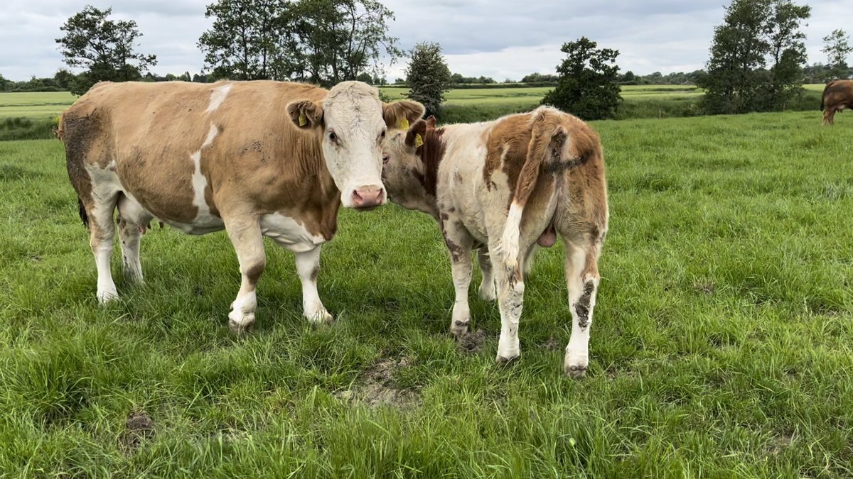 TeagascBeef's tweet photo. Don’t forget to join us today in Longwood Co.Meath - A83wf96 for #futurebeef farmer Michael McGuigans grass walk. 

Michael is an excellent grassland manager and believes simplicity and planning are key. His animal performance is the proof. 
All are welcome, refreshments served https://t.co/7oEY50Poj9