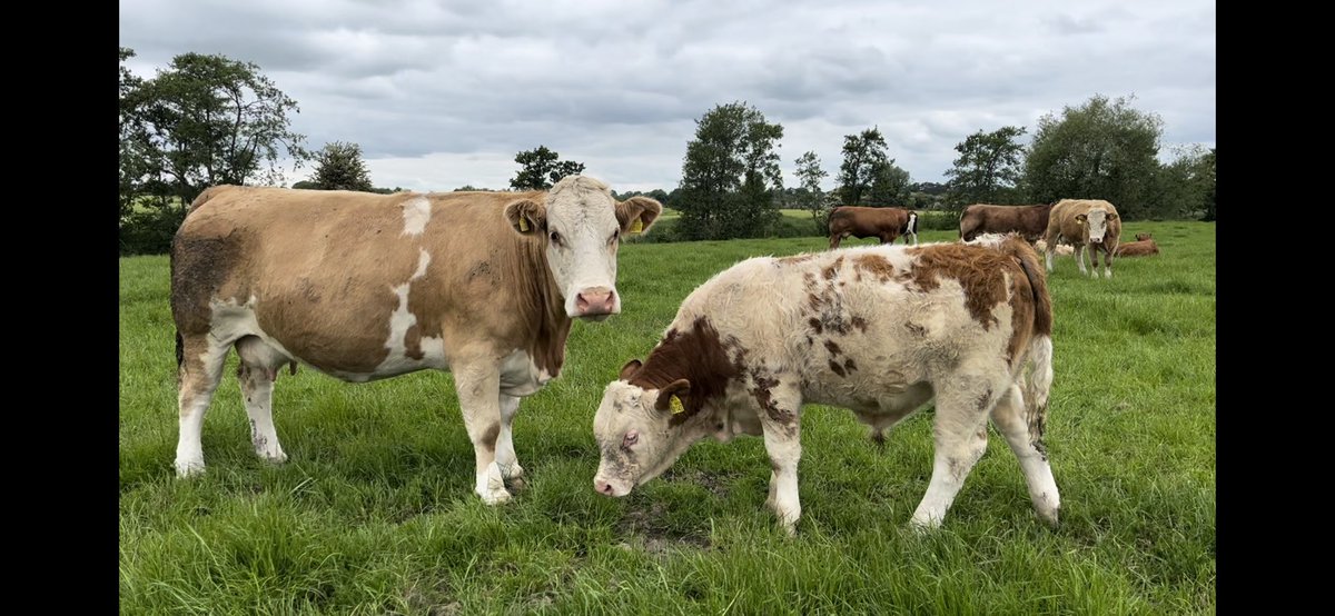 TeagascBeef's tweet photo. Don’t forget to join us today in Longwood Co.Meath - A83wf96 for #futurebeef farmer Michael McGuigans grass walk. 

Michael is an excellent grassland manager and believes simplicity and planning are key. His animal performance is the proof. 
All are welcome, refreshments served https://t.co/7oEY50Poj9