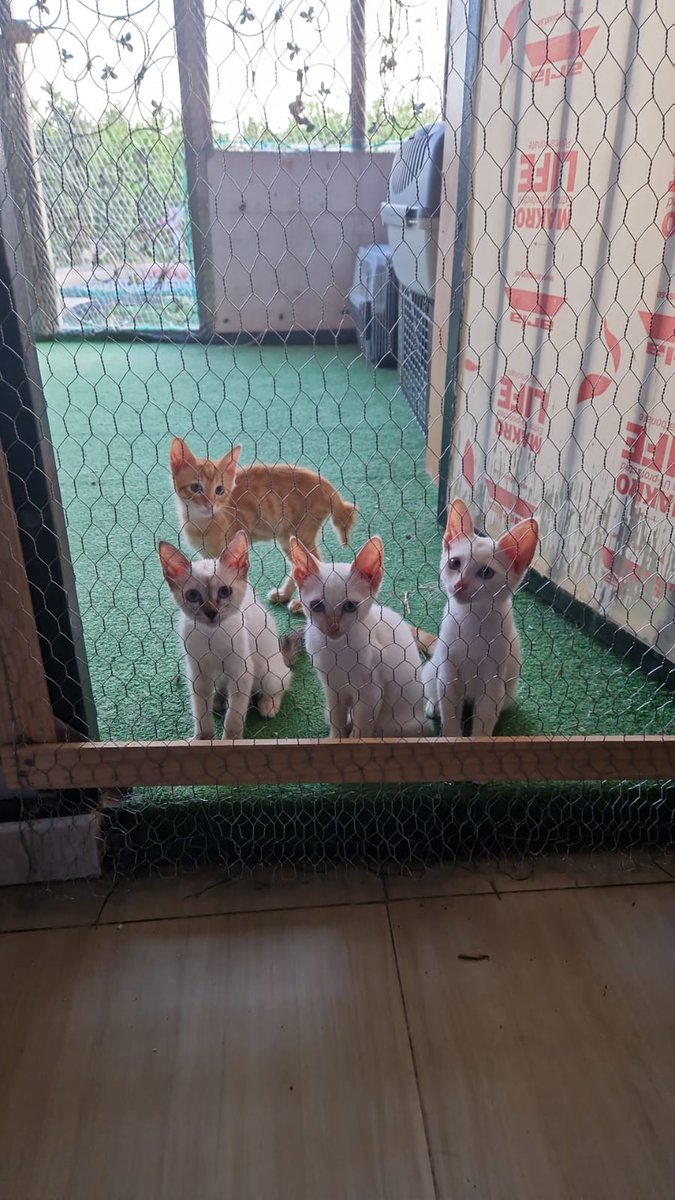 Protectora Gatos Abandona2 tweet media