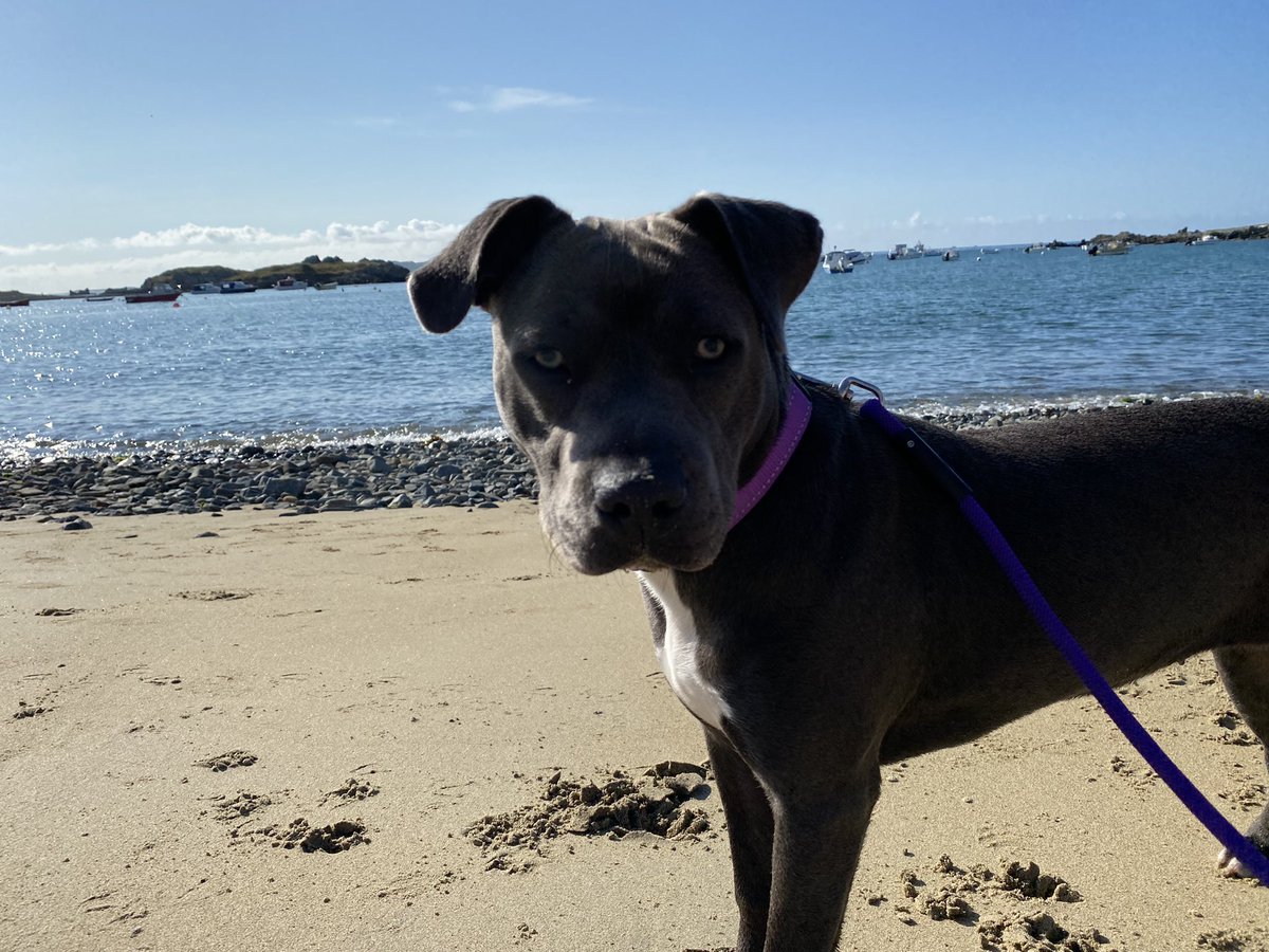 The ‘take me to beach Daddy, and I’ll sleep whilst you work today’ trade is made. #guernsey