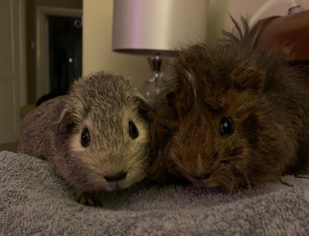 frankensigh's tweet photo. These are my piggies I have adopted, they were in need of a new home and I welcome all rodents. 

Meet Luna and Kiki https://t.co/LuV0OuDGdy