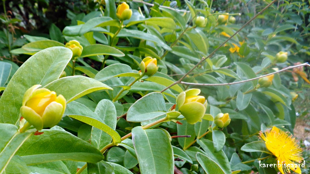 KarenBisgaard1's tweet image. karensnaturephotography.blogspot.com/2023/07/bloomi…
#hypericum #summer2023