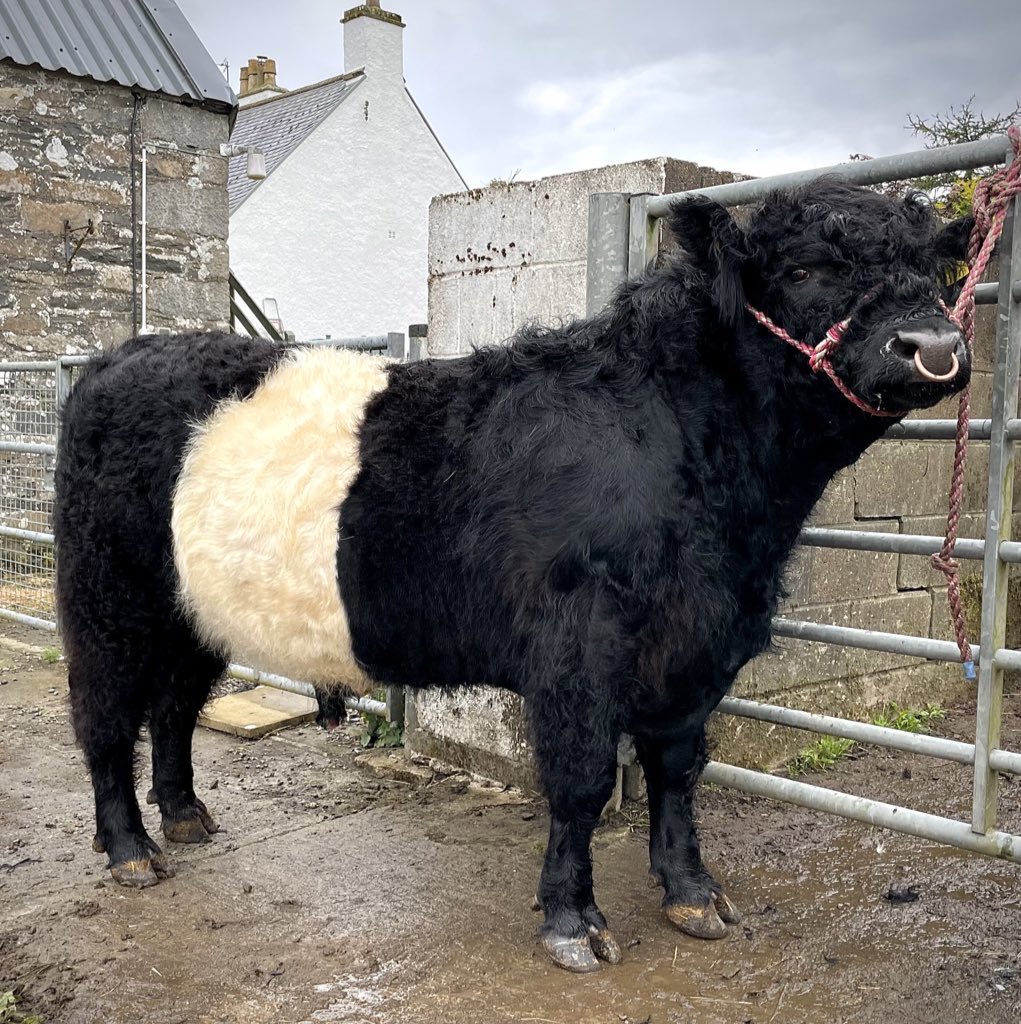 New bull comes at the weekend