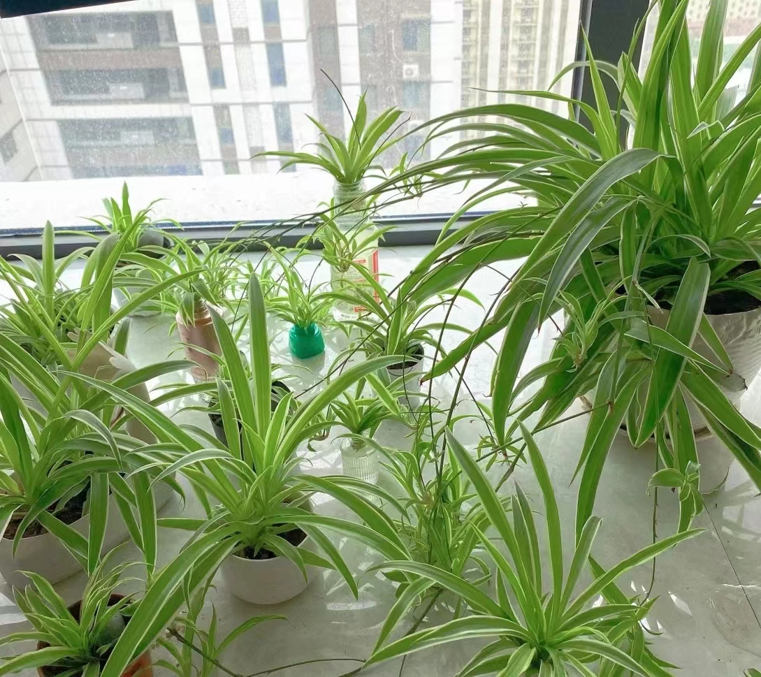 爱生话 爱养花