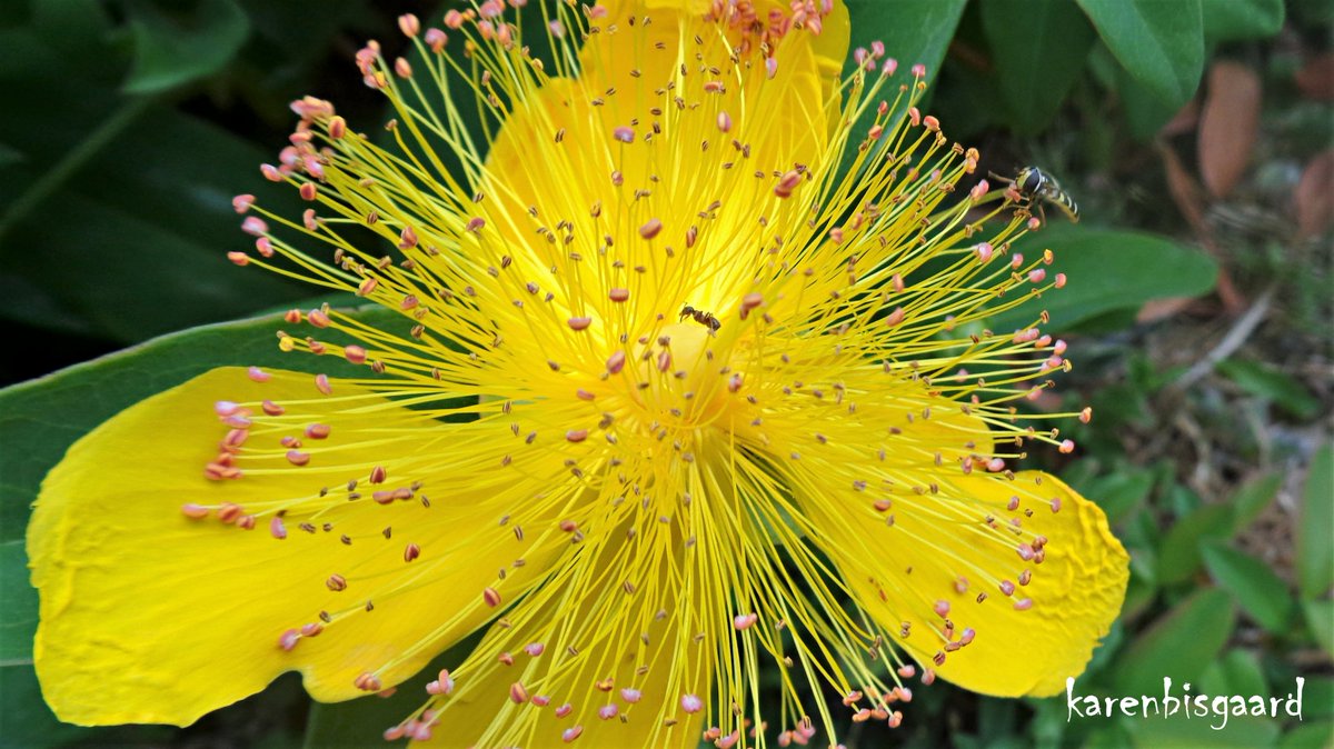 KarenBisgaard1's tweet image. karensnaturephotography.blogspot.com/2023/07/bloomi…
#hypericum #summer2023
